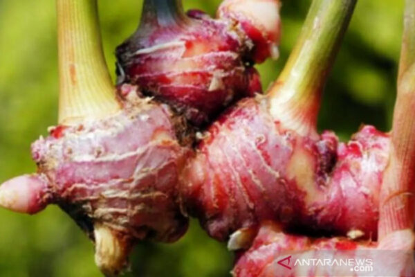 5 Manfaat Jahe Merah untuk Rematik yang Luar Biasa