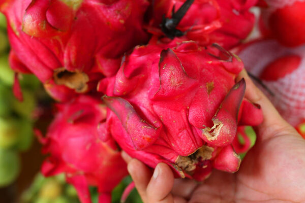 3 Manfaat Buah Naga, Bikin Kanker Ogah Menyerang