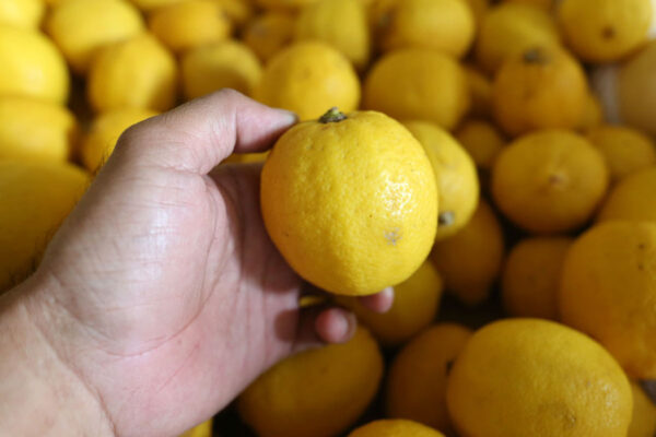 3 Manfaat Lemon, Bantu Jaga Kesehatan Tulang
