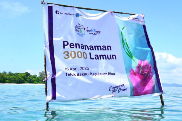 Jaga Ekosistem Laut, PIS Tanam 3.000 Bibit Lamun di Teluk Bakau