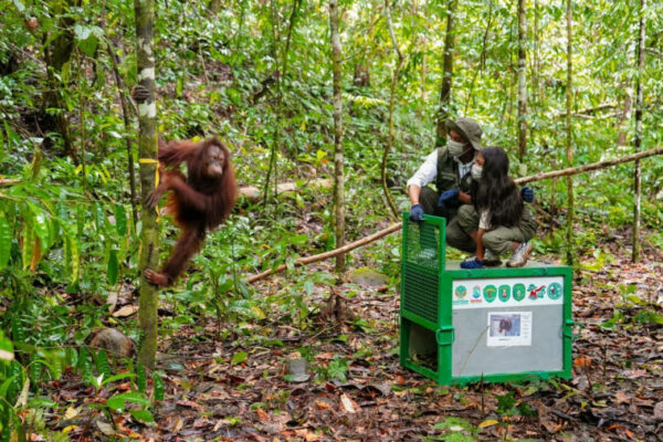 Lepas 6 Orang Utan di Kaltim, Menhut: Mudah-mudahan Mereka Bahagia