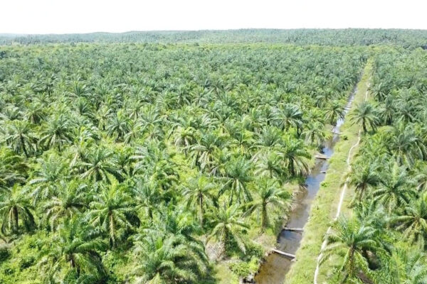 Nafasindo Pastikan Hak Pengelolaan Kebun Tak Diambil Alih Pemkab Aceh Singkil