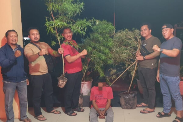 Nekat Menanam Ganja, Pria di Kampar Ditangkap Unit Reskrim Polsek Siak Hulu