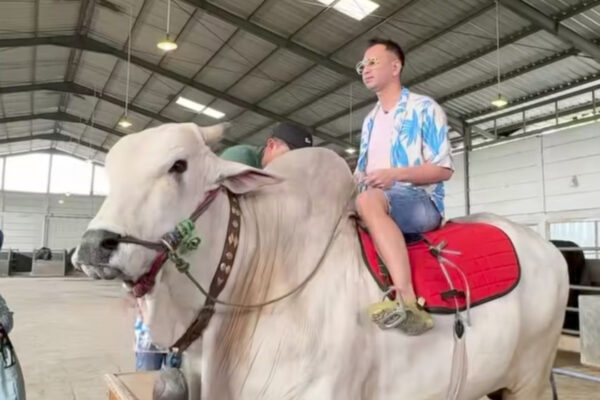 Raffi Ahmad Ungkap Kondisi Setelah Jatuh dari Sapi