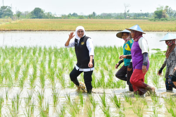 Jatim Sumbang 25 Persen Laju Tanam Padi Nasional, Khofifah: Komitmen Wujudkan Kedaulatan Pangan