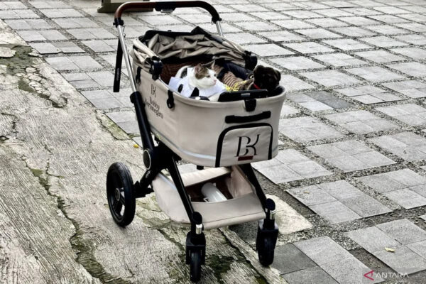 Lucunya Kucing Prabowo, Bobby Kertanegara Ikut Merayakan Iduladha
