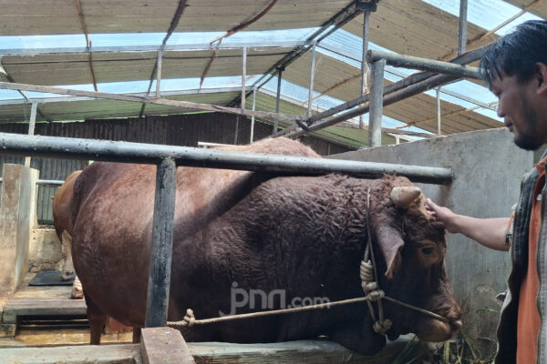 Melongok Tatang, Sapi Jumbo Milik Peternak KBB Jadi Hewan Kurban Presiden Prabowo