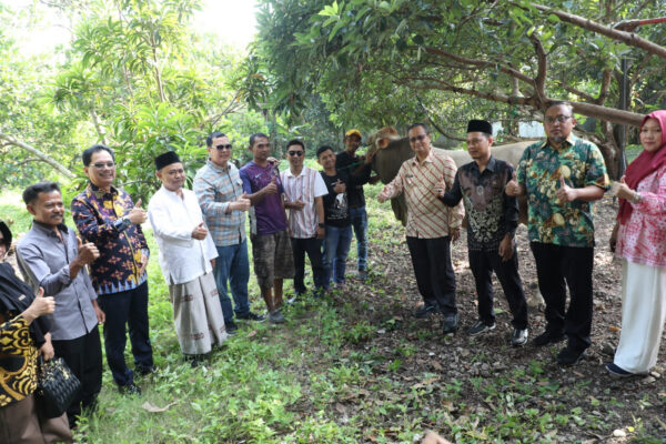 Wali Kota Serang Salurkan Hewan Kurban dari Presiden Prabowo, Bobotnya 800 Kilogram