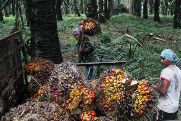 Astra Agro Tegaskan Komitmen dan Pencapaian Keberlanjutan