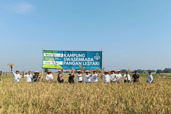 Intani dan Pegadaian Panen Padi Rendah Karbon di Karawang